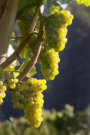 Weinrebe_299x450